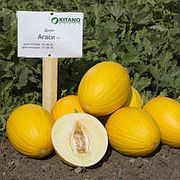 Про дині Агаси F1 від KITANO SEEDS
