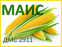 Насіння Кукурудзи ДМС 2911 (ФАО – 290) 2022 р.в. МАІС