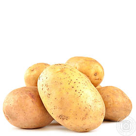 Картопля насінної Савана, середньостиглий 1 репродукція