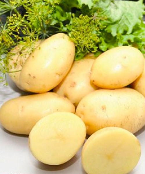Картопля насінню Бюррен, раннє 1 репродукція, 25 кг
