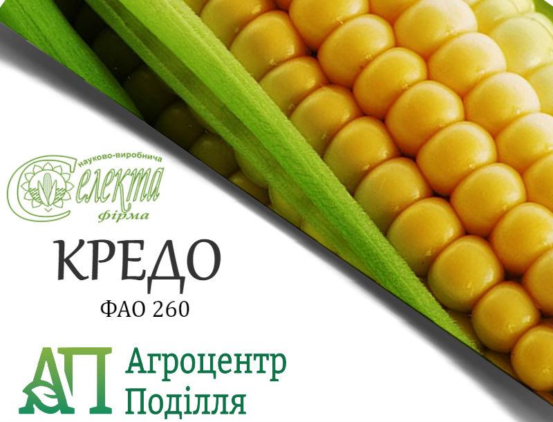 Насіння кукурудзи КРЕДО ФАО 260
