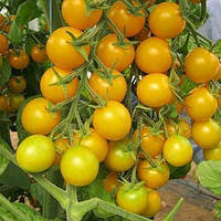 Семена томата - черри индетерминантный ГОЛДВИН F1, (250 сем.), Clause, Франция