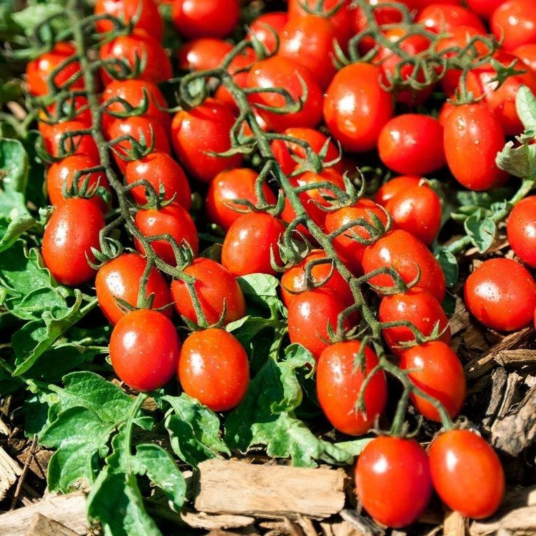 Насіння томату - черрі індетермінантний ТУТІ ФРУТИ F1, (250 сем.), Clause, Франція