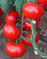 Насіння томату індетермінантного ЧИМГАН F1, (250с.), Clause, Франція