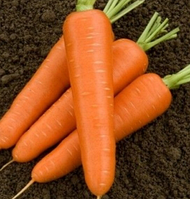 Семена моркови гибридная тип НАНТЕС (поздняя для хранения) САТУРНО F1, (100 000сем.), Clause, Франция