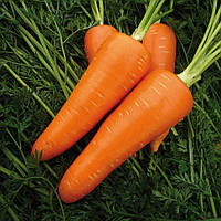 Семена моркови гибридной МИРАФЛОРЕС F1 (тип НАНТЕС), (фр. 1,4-1,6) 100 000сем., Clause, Франция