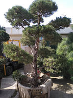 Сосна PINUS SYLVESTRIS C. 160L h 250-300 BONSAI