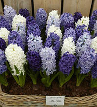 Арт-набір Океан, 3 цибулини гіацинтів