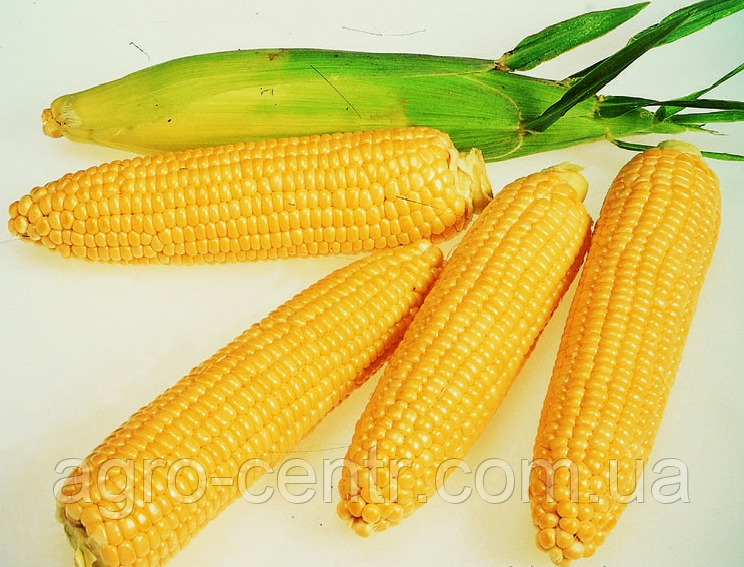Насіння кукурудзи Кремінь-200 СВ
