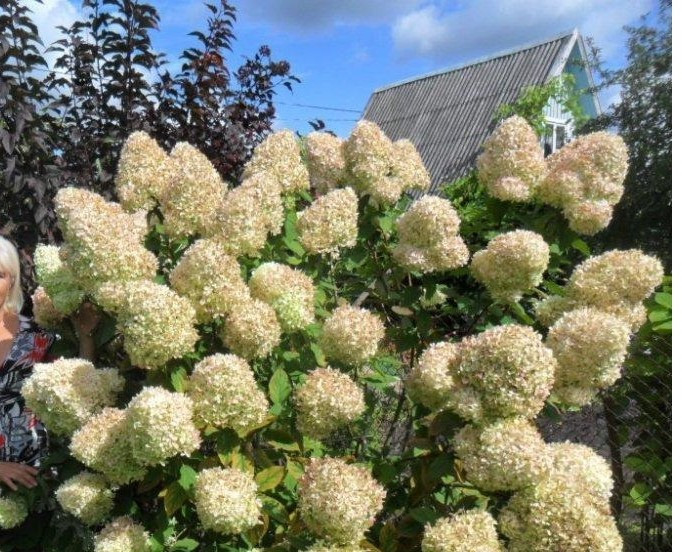 Гортензія морозостійка Limelight 3 річна, Гортензія волотиста Лаймлайт, Hydrangea paniculata Limelight