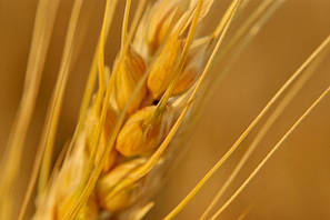 Біопрепарати