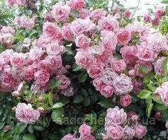 Трояндисте пальто-рожеве Перли клас А
