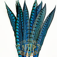 Перо фазана, цвет Blue Zircon, длинна 30-35см*1шт