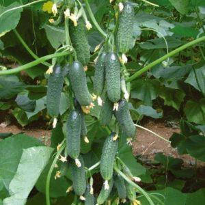 Насіння огірка Капприкорн F1, 50 насіння — огірок партенокарпічний, Yuksel Seeds, фото 3