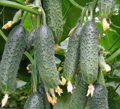 СТРАЖ (314) F1 / STRAZH (314) F1, 10 насіння — огірок партенокарпічний, Yuksel Seeds, фото 1