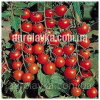 Семена детерминантного томата (чери) Старскрим F1 ранний, (1000 семян.) Lark Seeds