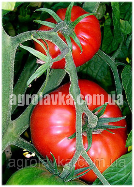 Семена томата индетерминантного Клад F1, ранняя новинка!!!, (250 нас.) Lark Seeds - фото 1 - id-p469485998