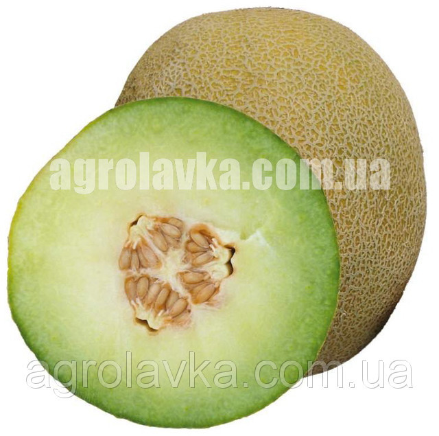 Насіння дині Посол F1 (65-70 днів), неперевершений смак, (1000 нас.) Lark Seeds, фото 1