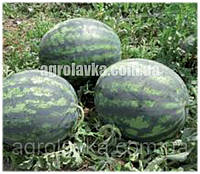 Семена арбуза Зенго F1 (70-75 дней) плоды 12-15 кг (1000 нас.) Lark Seeds