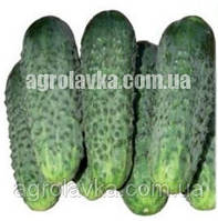 Семена огурца партенокарпического ZKI-104 F1 (42 дня) (250 нас.) Lark Seeds