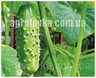 Семена огурца партенокарпического Каролина F1 (45 дней) ранний гибрид, (100 нас.) Lark Seeds