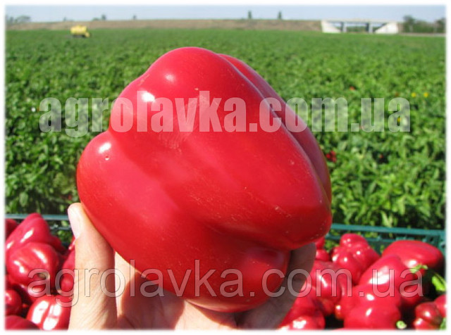 Семена сладкого перца Ред Каунт F1 (ранний) конический красный, (1000 нас.) Lark Seeds - фото 1 - id-p68035175