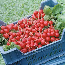 Насіння Стелар F1 — раннє редис, 10 000 насіння, фото 3