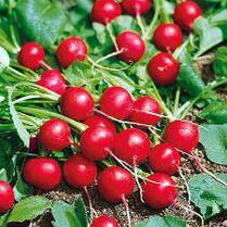 Насіння Стелар F1 — раннє редис, 10 000 насіння, фото 4