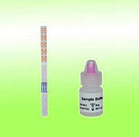 Експрес тест для визначення антитіл до вірусу гепатиту С, тест смужки