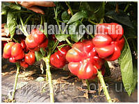 Семена перца сладкого Бихар F1 (среднеранний) томатного типа, (500 нас.) Lark Seeds