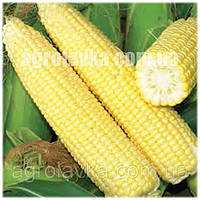 Насіння кукурудзи цукрової (Sh2 тип) Хаммер F1 (90 днів) початок 26 см, (2500 нас.) Lark Seeds
