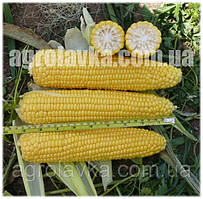 Насіння кукурудзи цукрової 1010 F1 (72 днів), качан 25 см (25000 нас.) Lark Seeds