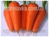Семена моркови Ред Коред (100-105 дней) Тип шантане, (0,5 кг) Lark Seeds