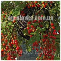 Насіння томату детермінантного (чері) Френзі F1 середньоранній, (1000 нас.) Lark Seeds