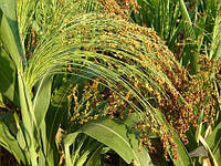 Сорго цукрове (Sorghum sacchartum). Резервна культура для виробництва цукру і не тільки...