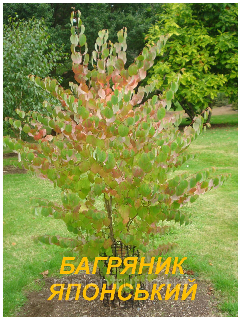 Багряник Японський (ЗКС) 3 р.