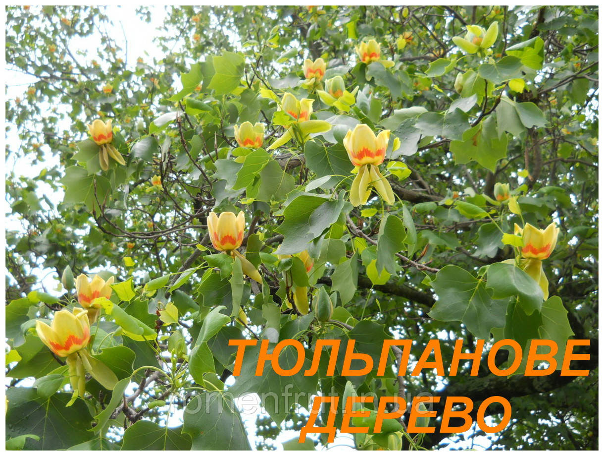 Ліріодендрон тюльпановий (ЗКС)