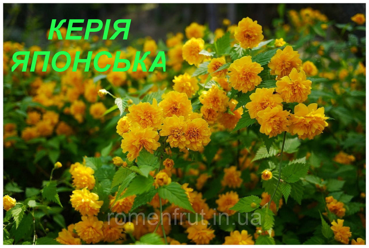 Керія японська (ЗКС) 2р., фото 1