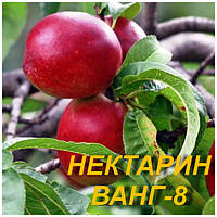 Нектарин "Ванг -8 "