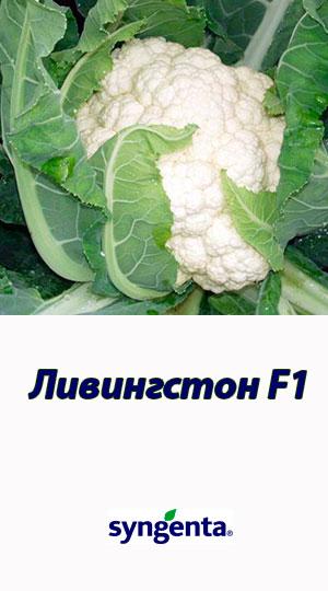 Капуста кольорова кедр F1 100 насіння Syngenta