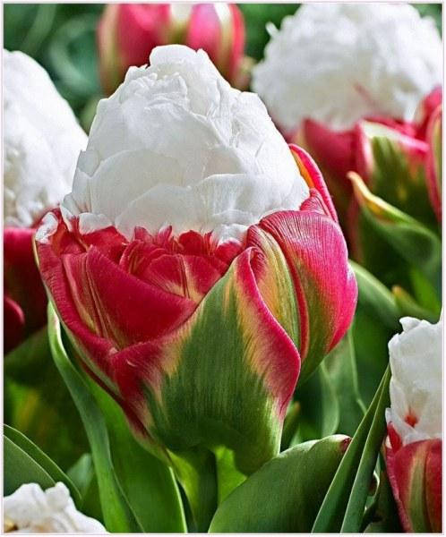 

Тюльпан" ПЛОМБІР" Ice Cream (2шт)