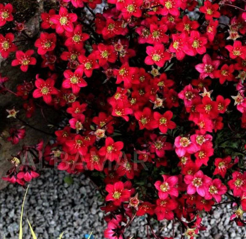

Семена Камнеломка Highlander Red, 10 шт Syngenta, Красный