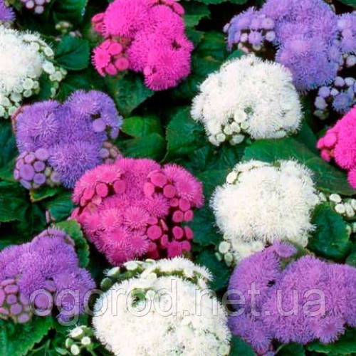 Семена агератума Принц 250 шт Kitano Seeds
