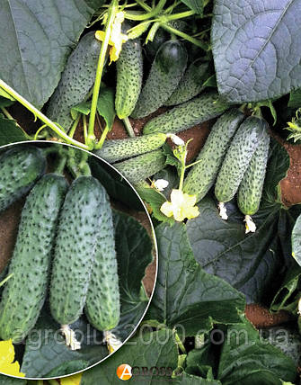 Насіння Огірок самоопилювальний Солон F1 поштучно 10 насіння Yuksel seeds, фото 1