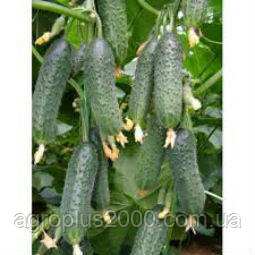 Насіння Огірок самозапильний Капрікорн F1, 250 насінин Yuksel seeds, фото 3
