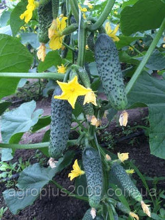 Насіння Огірок самозапильний Лютояр F1, 250 насінин Yuksel seeds, фото 3