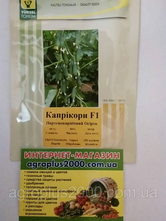 Насіння Огірок самозапильний Капрікорн F1, 250 насінин Yuksel seeds