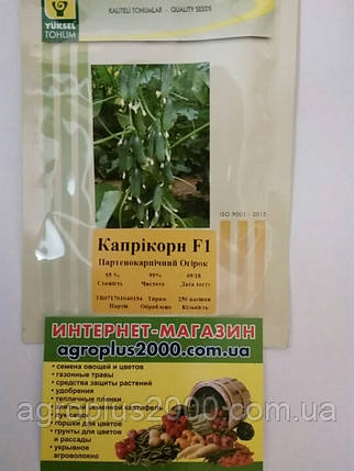 Насіння Огірок самозапильний Капрікорн F1, 250 насінин Yuksel seeds, фото 1