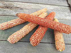 Качани кукурудзи натуральної очищеної, 5 шт\уп., 10-18см