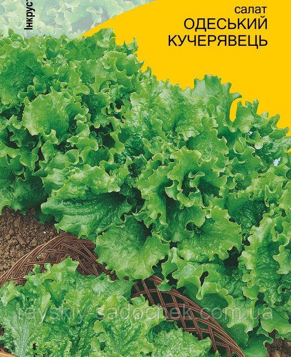 Насіння салату сорт Одеський кучерявець 1г інкрустований, фото 1